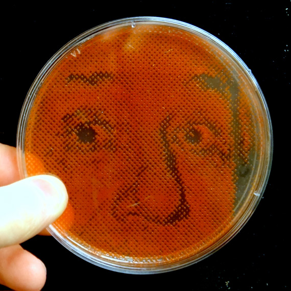 Bacteriography, Εμφάνιση &#8220;φωτογραφιών&#8221; με την βοήθεια βακτηρίων