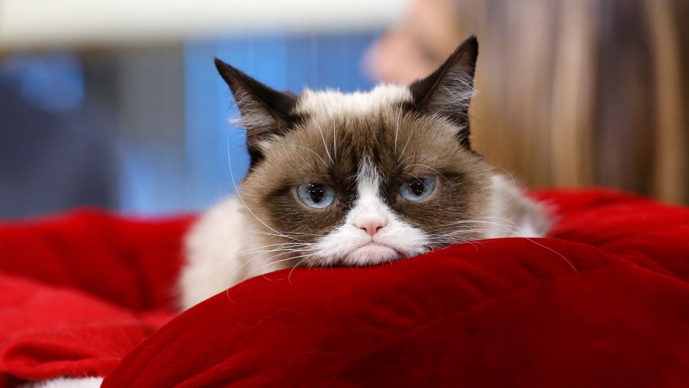 Grumpy Cat, Grumpy Cat: Πέθανε η θρυλική γάτα του διαδικτύου