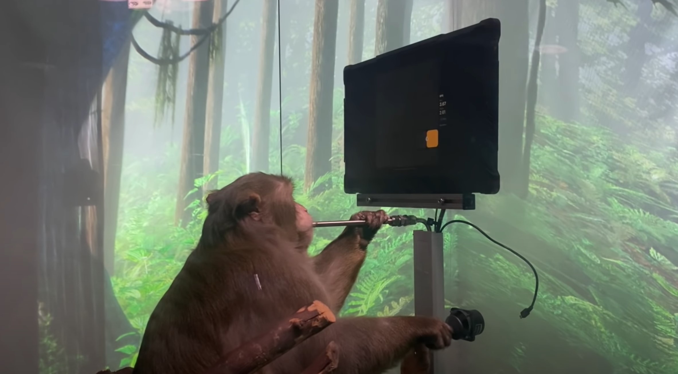 , Neuralink: Δείτε έναν πίθηκο να παίζει Pong με το μυαλό του