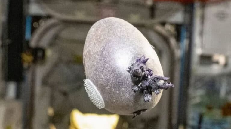 NASA: Αστροναύτης φύτεψε πατάτα «Spudnik» στο διάστημα όπως στο Martian