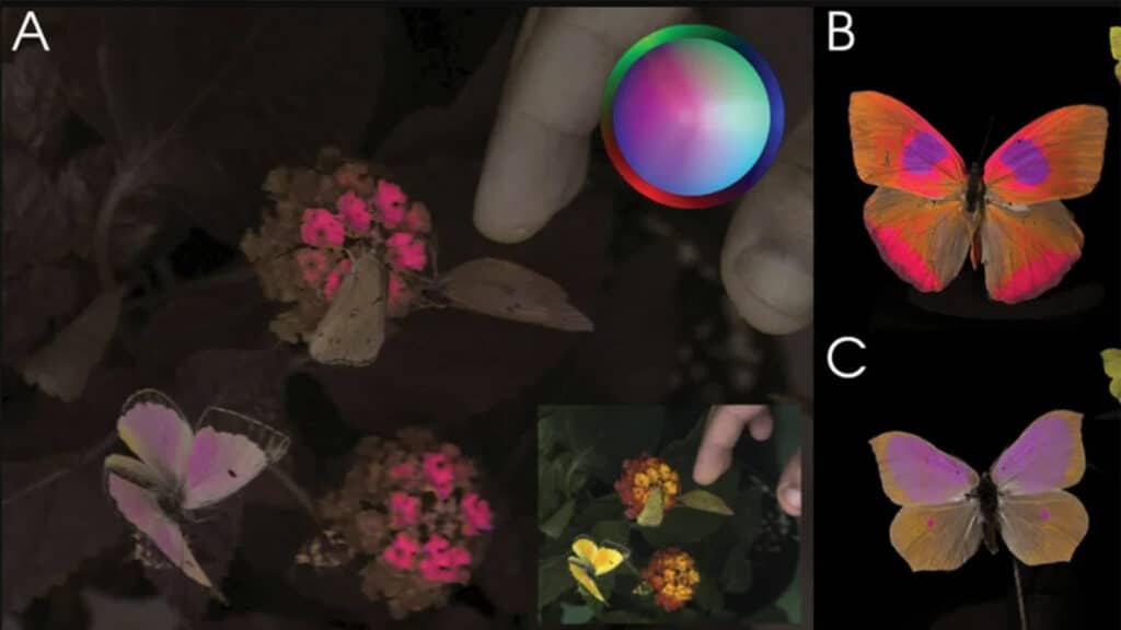 Cat Eye camera scientists